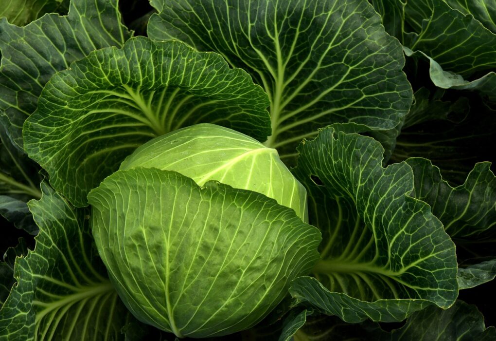 cabbage, cultivation, vegetables