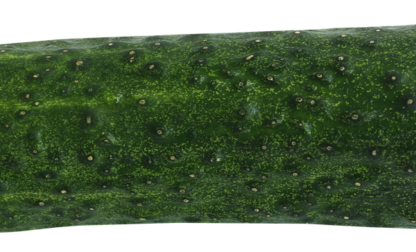 Giant Cucumber Brings Traffic Chaos to End Ring Road cucumber, food, healthy, meal, garden, raw food, vegetables, cucumber salad, nature, snake pickle, nourishment, salad, isolated