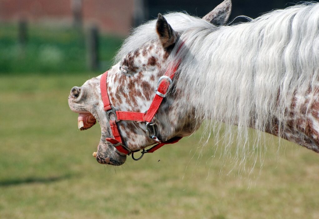 horse, laughing, teeth exposed, noise, nature, outside, animal, countryside, farm, noise, noise, noise, noise, noise