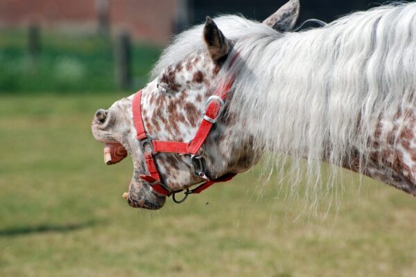 Mysterious Humming Keeps End Awake horse, laughing, teeth exposed, noise, nature, outside, animal, countryside, farm, noise, noise, noise, noise, noise